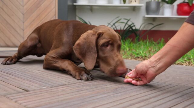 Brown vizsla dog eating a treat from owner's hand