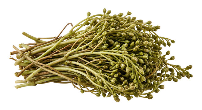 Compact bundle of Georgian jonjoli pickled on White Background