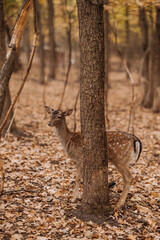 Full-length profile portrait of a spotted fallow deer hind standing behind a tree trunk in an autumn forest © Тетяна Хобот