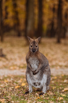 Full-length portrait of a wallaby kangaroo standing upright in an autumn park with golden leaves on the ground