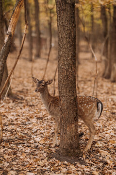 Full-length profile portrait of a spotted fallow deer hind standing behind a tree trunk in an autumn forest