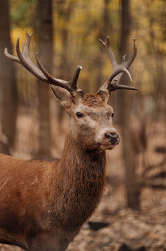 Male Deer