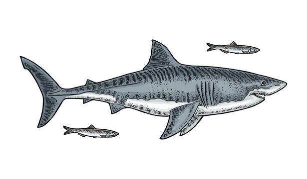 Great white shark swimming with small fish hand drawn vintage engraving style isolated on white background. Color vector clip art of dangerous sea predator.