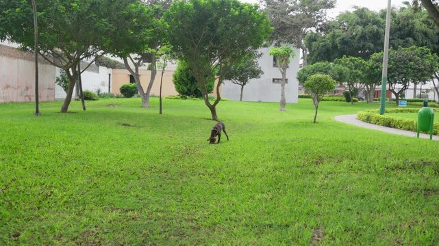 Playful brown dog running and catching a frisbee in a park