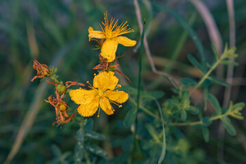 Yellow St John's wort flowers blooming in wild nature close up    © Lens by Kate