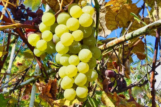 A bunch of grapes ripening on the vine in the sun.