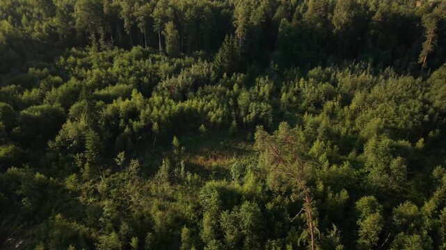 Aerial view of dense green forest canopy. Sunlight filters through tree tops. Shadows stretch across foliage. Perfect for nature, environmental, or adventure themes. Ideal for travel, conservation