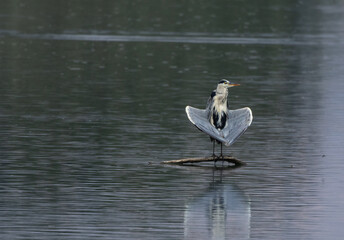 Grey Heron with Wings Spread Over the Water. Grey Heron (Ardea cinerea) standing on a branch above the water with its wings spread wide, creating a striking reflection on the calm surface. © Veaceslav