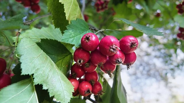 Cluster of ripe red hawthorn berries hangs on a branch among green serrated leaves.