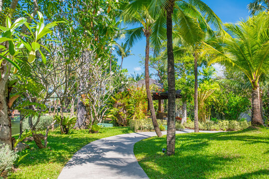 Walking path passes through landscaped tropical resort garden with coconut palm trees and lush vegetation on Koh Samui, Thailand. Island hotel accommodation, tropical vacation, outdoor leisure