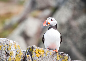 Fototapeta premium Puffin