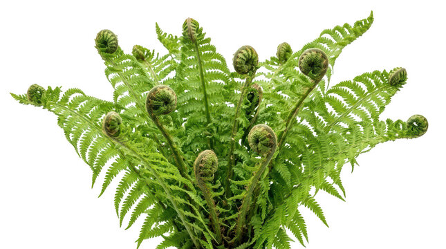 Bunch of green fern fronds with uncurling fiddleheads on transparent background