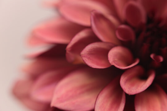 Smoke close-up selective soft focus cream beige red, pink Dahlia Flower Petals. Natural art blur neutral fog background.