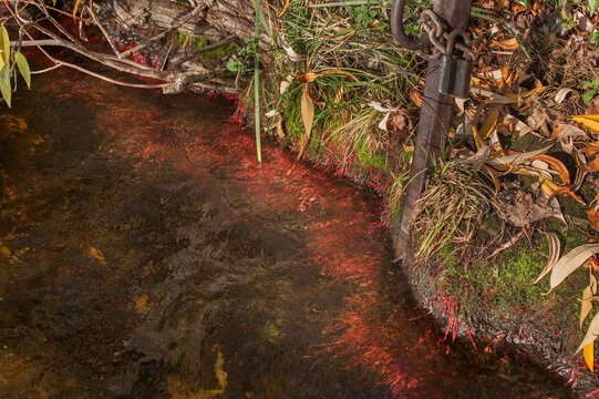 water with red algae or roots underwater, yellow fallen leaves in autumn on the shore