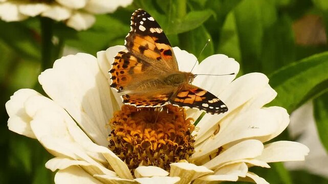 Colorful butterfly with open wings on a big white flower in the garden, bugs and insects, flower wildlife background, close macro details, FHD