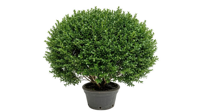 Perfectly rounded green boxwood plant in a grey pot for decoration and interior exterior design element