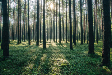 Promienie słońca prześwitujące przez pnie sosny zwyczajnej (Pinus sylvestris). Promocja zdrowia, czyste powietrze i leśny mikroklimat. © Henryk Niestrój