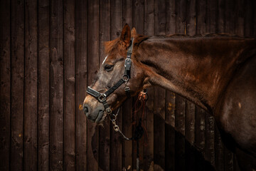 Brown Horse Side Portrait © Lucy