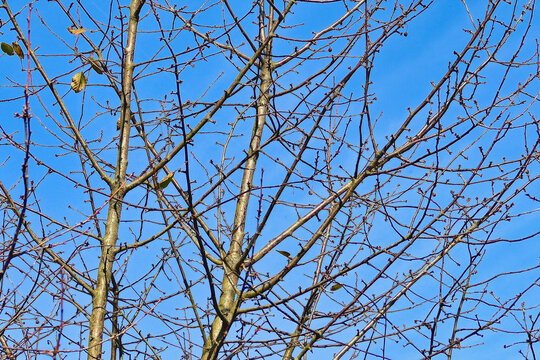 Cherry tree in autumn against the sky