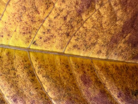 Detail of a Fallopia japonica leaf that changes color in autumn.
