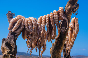 Octopus drying on branches, Antiparos, Greece © mbruxelle
