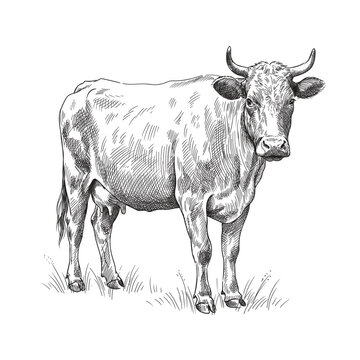 A cow stand on the grass in a pasture. Pencil sketch drawing isolated on a white background.
