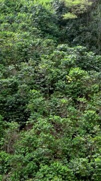 Coffee Plantation Cultivated in Rows on Steep Mountain Slopes. Establishing Shot. Aerial View. Vertical Video.