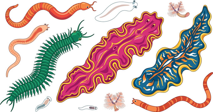 Marine Worm and Flatworm Vector Icon Set Featuring Polychaete Bristle Worms and Colorful Nudibranch Flatworms for Ocean Biology Education Graphic Designs