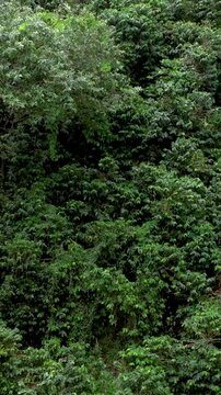 Coffee Farms and Tropical Crops across Steep Hillsides in the Coffee Region near Manizales, Colombia. Aerial View. Vertical Video.