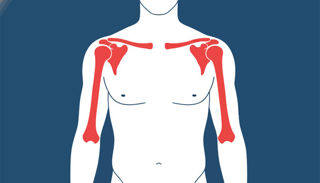 Human shoulder skeletal structure and collarbones are highlighted in bright red on upper body diagram.