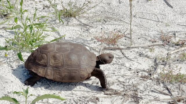 Confronted with a tangle of hoses used on a recent prescribed burn in a nature preserve in Florida, a solitary gopher tortoise (binomial name: Gopherus polyphemus) turns in avoidance and crawls away.