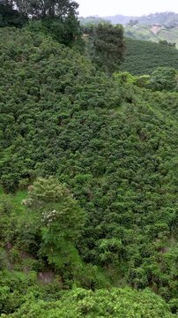 Coffee Plantations Covering Andean Mountain Slopes near Manizales in the Colombian Coffee Region. Establishing Shot. Aerial View. Vertical Video.