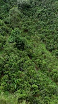 Coffee Plantations Covering Andean Mountain Slopes near Manizales in the Colombian Coffee Region. Establishing Shot. Aerial View. Vertical Video.
