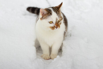 White and gray cat with ginger markings on its face and yellow eyes sitting on white snow on a winter day and looking aside © Iryna