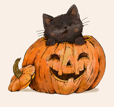 Black Kitten Inside a Carved Halloween Pumpkin