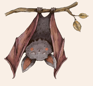 Cute Handdrawn Illustration of a Sleeping Bat