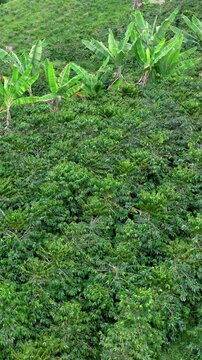 Manizales Coffee Plantations on Green Mountain Slopes in the Colombian Coffee Region. Establishing Shot. Aerial View. Vertical Video.