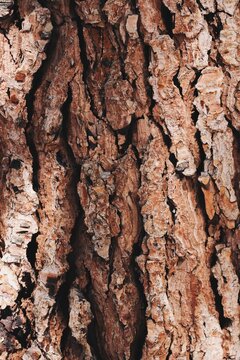 Rough pine tree bark texture background with detailed cracks and natural brown pattern