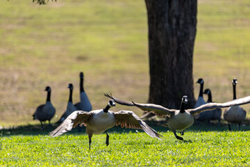 group of geese in the field © Dennis