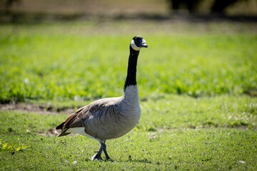 canadian goose on the grass © Dennis