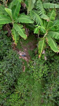 Coffee Plantation with Banana Plants Growing on Tropical Mountain Slopes. Establishing Shot. Aerial View. Vertical Video.