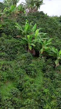 Arabica Coffee Plants Growing across Sloping Highland Farmland. Aerial View. Vertical Video.
