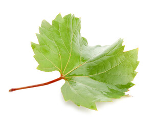 Naklejka premium Fresh green grape leaf isolated on white