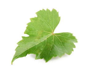 Naklejka premium Fresh green grape leaf isolated on white