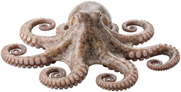 Raw whole octopus isolated on black background.