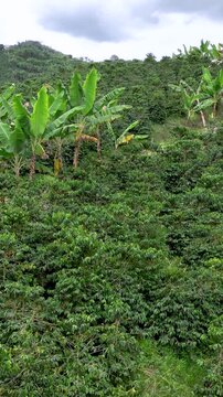 Coffee Farms and Tropical Crops across Steep Hillsides in the Coffee Region near Manizales, Colombia. Aerial View. Vertical Video.