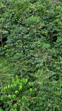 Coffee Plantation Cultivated in Rows on Steep Mountain Slopes. Establishing Shot. Aerial View. Vertical Video.