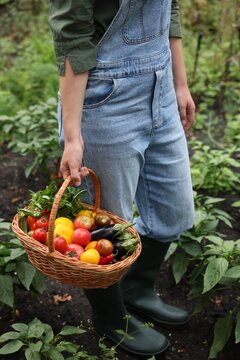 Farmer with different fresh vegetables in wicker basket outdoors, closeup