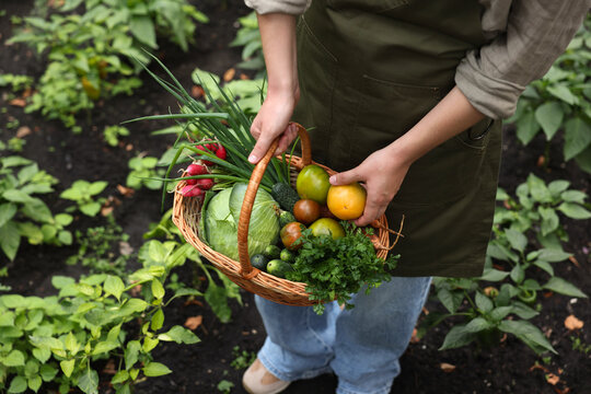 Farmer with different fresh vegetables in wicker basket outdoors, closeup