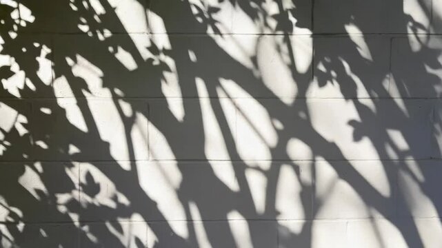 Sunlight casts dappled shadows of leaves across a white-painted masonry block wall with a distinct texture.